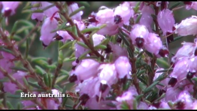 Erica australis смотреть онлайн
