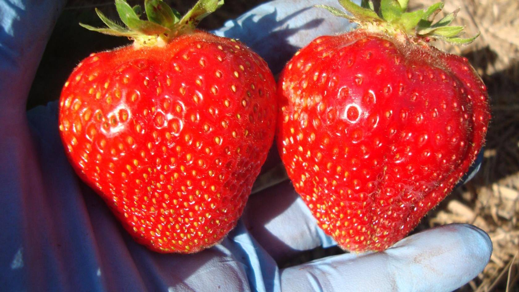 ОЧЕНЬ ВАЖНАЯ ПОДКОРМКА ЗЕМЛЯНИКИ ДЛЯ ПОЛНОЦЕННОГО УКРУПНЕНИЯ ЯГОД смотреть онлайн