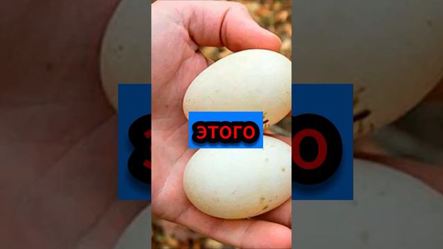 Столетние яйца Китая смотреть онлайн