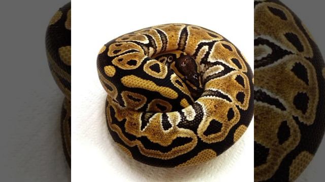 Самый маленький питон на планете. Королевский питон.