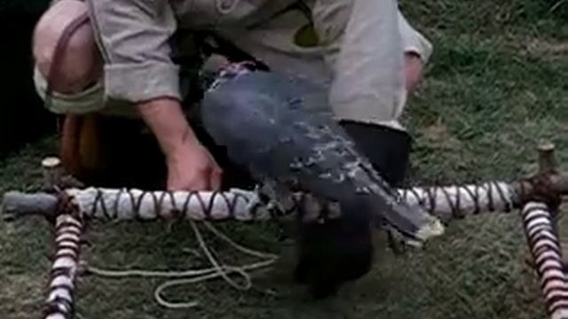 PENNSIC 36 ANOTHER FALCON VID смотреть онлайн