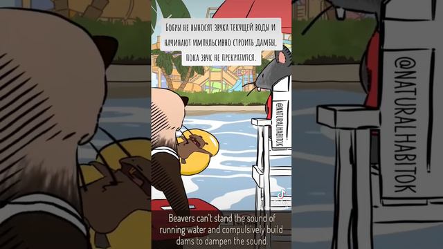 Natural Habitat Shorts на русском | Бобры | ВалерьЯнка Project