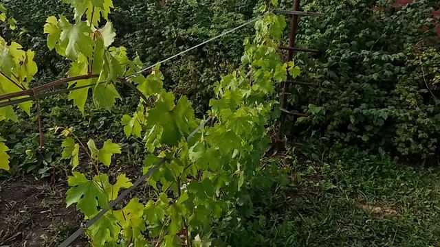 опять о винограде смотреть онлайн