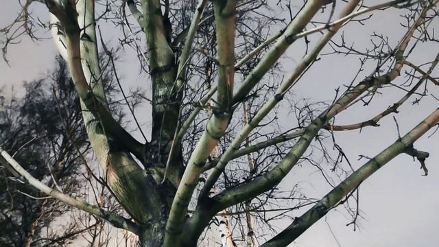 VID 20231229 193029 Одиночество (Джузеппе Унгаретти)...Павел Васильев Лахтинский смотреть онлайн