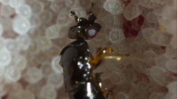 Инжир и оса…