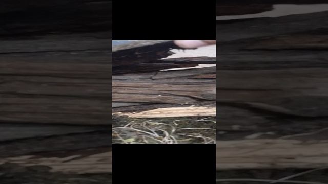 все террариумы