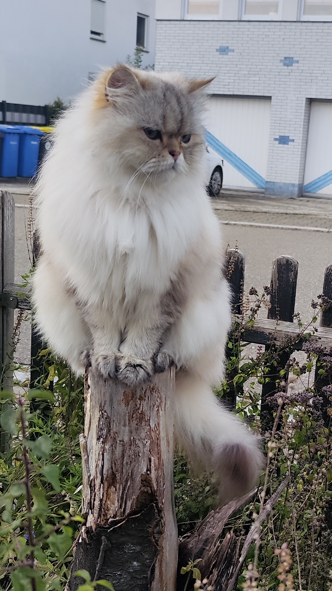 Кот бездельник! Персидский кот смотреть онлайн