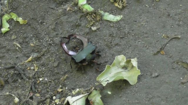 Лесные муравьи и голова жука-оленя ( Formica rufa ) смотреть онлайн