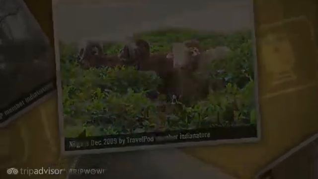 "The Nilgiris - Return to Paradise" Indianature's photos around Nilgiris, India (korakundah pics) смотреть онлайн