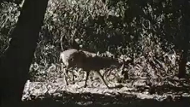 Hunter's Blood (1986) - Unrated UK Version