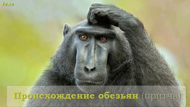Происхождение обезьян смотреть онлайн
