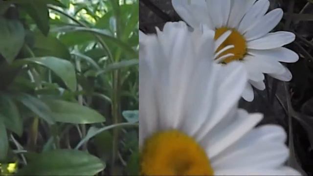 Donne italiane Nilla Pizzi смотреть онлайн