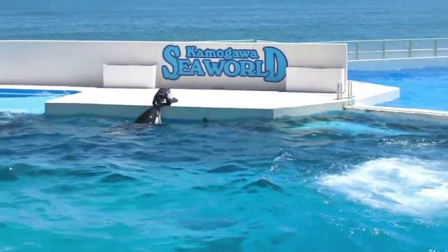 Шоу с дельфинами 3 смотреть онлайн