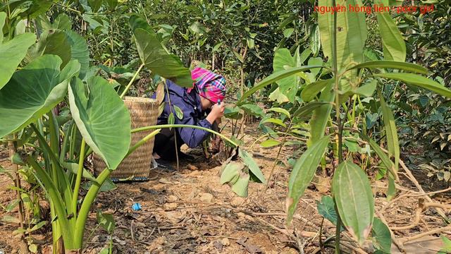Full Video: Mom kicked me out of the house, I completed the bamboo house myself смотреть онлайн