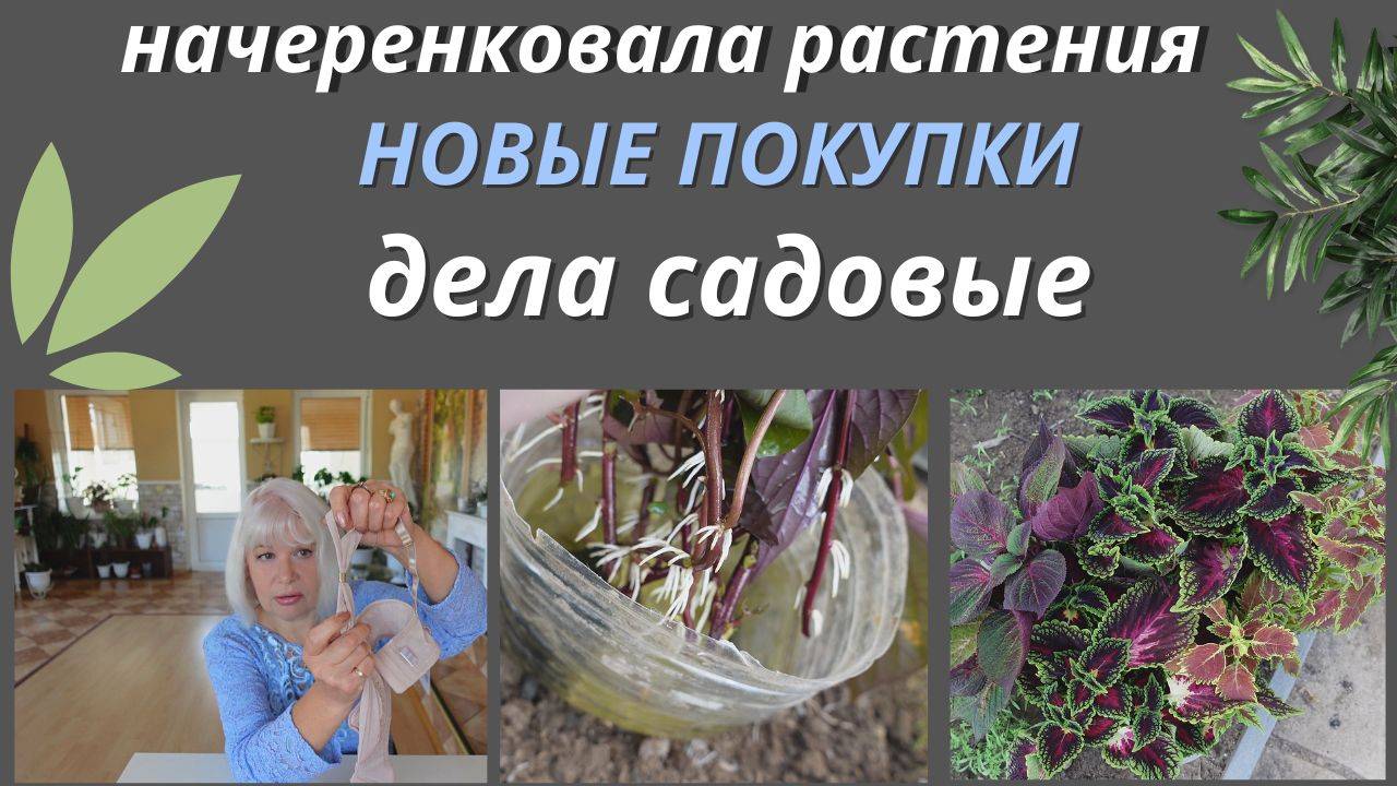 Влог/Рассказываю, что нового купила/Начеренковала колеусы/Что получилось из Бушмена @SubTatiana смотреть онлайн