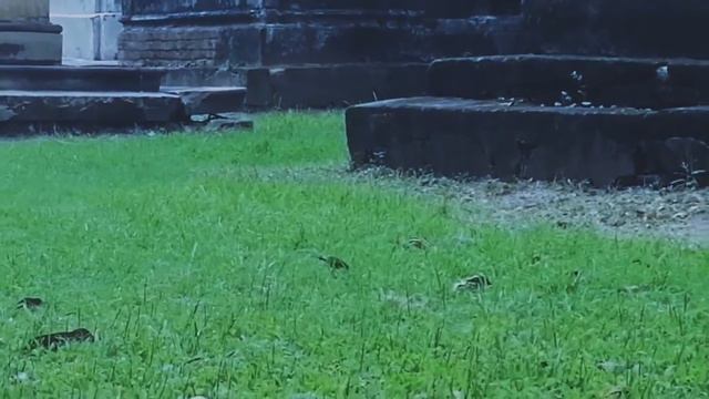 #Life_in_Cemetry #South_Park_Street_Cemetry. смотреть онлайн