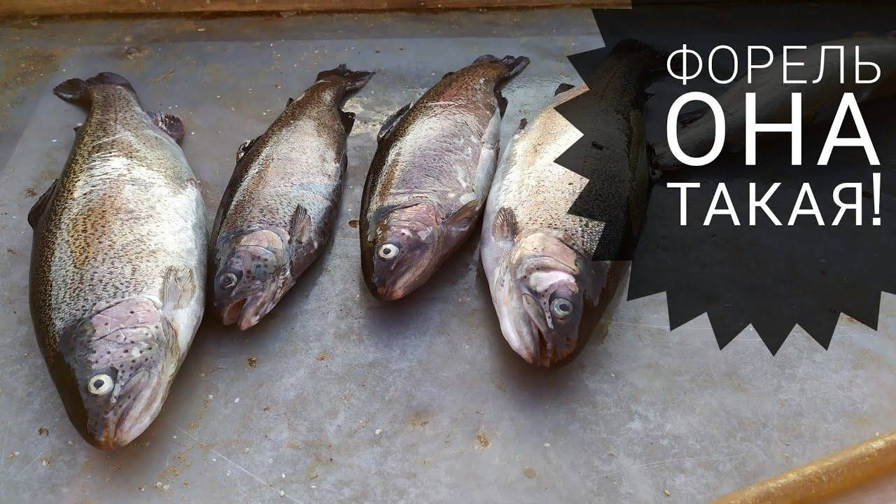 Форель на Пионерке. 4 хвоста - тоже результат! Платный пруд в Селятино. смотреть онлайн