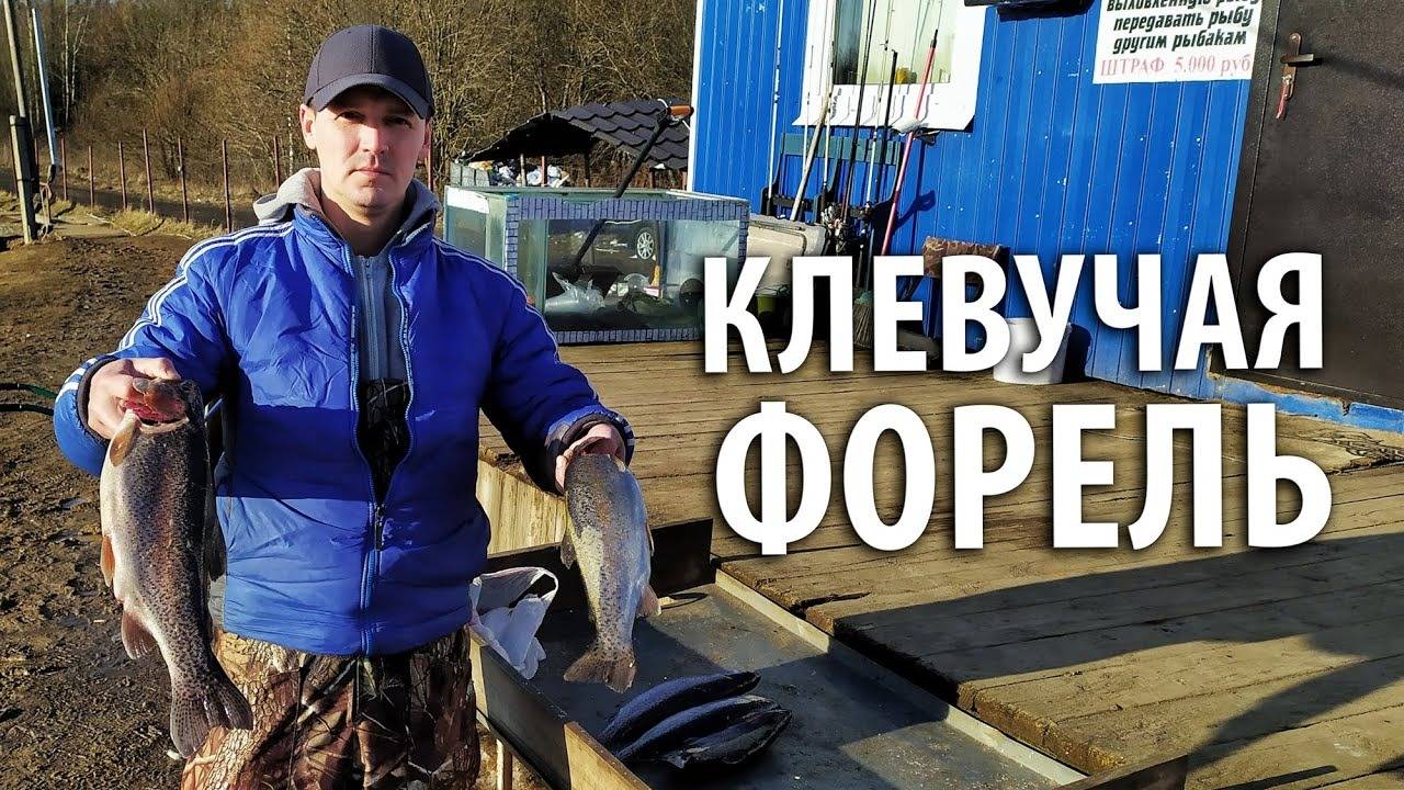 Активная форель дала жару! Форель клюёт на белую резину. Весенняя рыбалка. смотреть онлайн