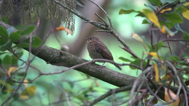 Young Robin in the Dell смотреть онлайн