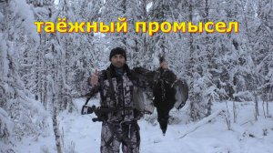 Охота с Лайкой на ГЛУХАРЯ. КУНИЦА в капкане. Таёжный промысел