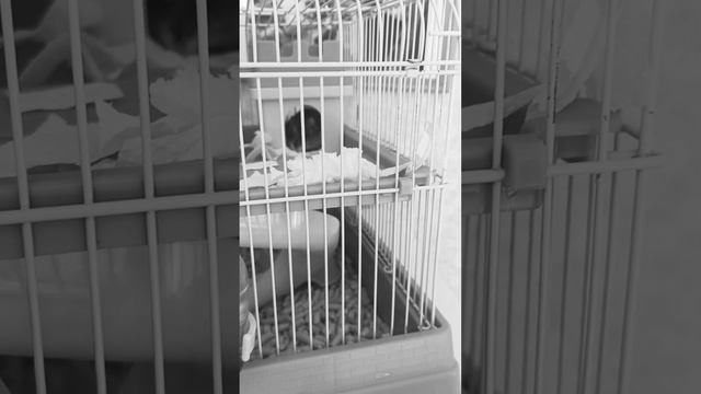 пайпер сонг