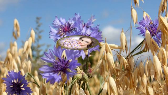 ВАСИЛЬКОВОЕ ПОЛЕ смотреть онлайн