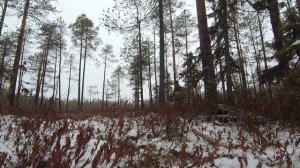 Охота на глухаря с мелкашкой см-2ко//Выстрел по глухарю на 148 метров