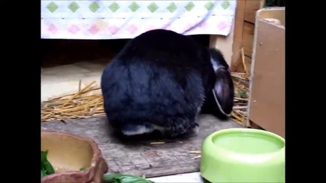 Pünktchen das schwarze Schlappohr unterwegs im Gehege, by Sallys Hamster Tv Kaninchen смотреть онлайн