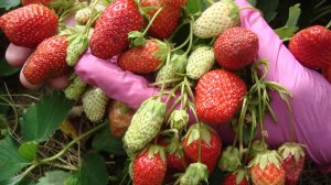 УРОЖАЙНЫЙ  СОРТ КЛУБНИКИ ОРЛЕЦ .ОПИСАНИЕ  СОРТА КЛУБНИКИ ОРЛЕЦ