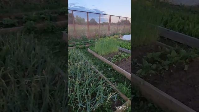 На сегодня у нас суп из сайры, это ооочень вкусно