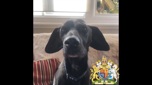 Forster's Variety Act- 4/4/20 смотреть онлайн