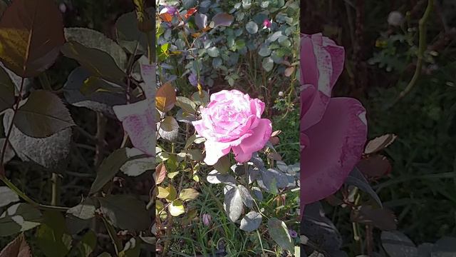 Осенние розы