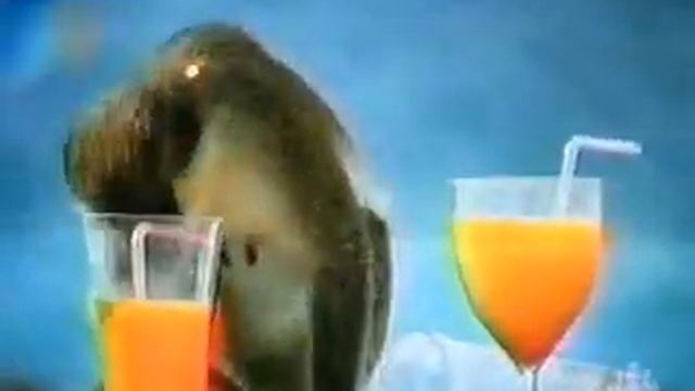 Singes soûls смотреть онлайн