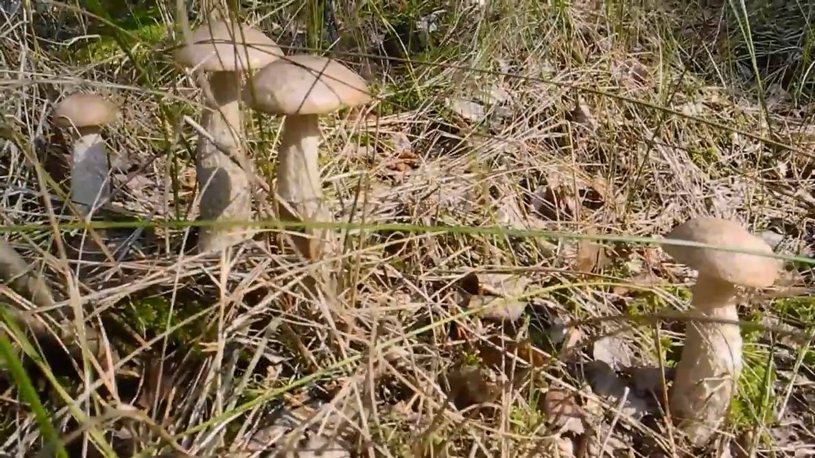 Как в лесу набрать много белых грибов (Эльдорадо) смотреть онлайн