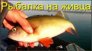 Рыбалка на живца
