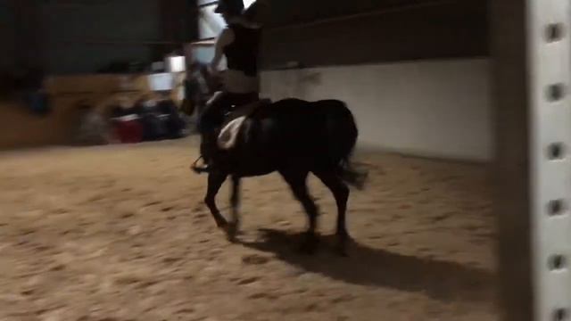 Hoppträning Atiya 30/11-16 смотреть онлайн