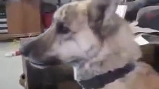 Der Hund und das Wurschtfach смотреть онлайн
