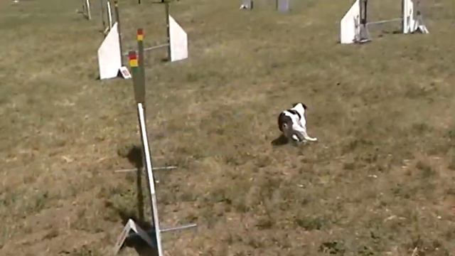 Francesca & Teo - Agility.mpg