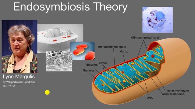 Endosymbiosis theory | Cell structure and function | AP Biology | Khan Academy смотреть онлайн