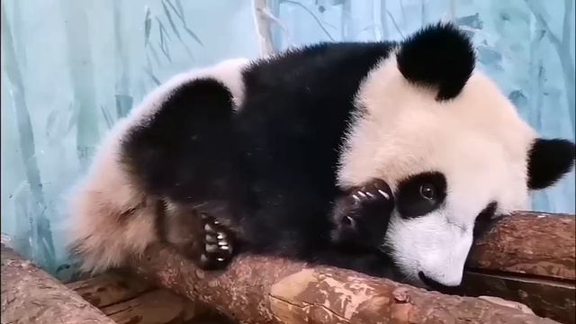 пандочка смотреть онлайн