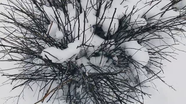 VID 20230403 191337 Брента 1923 (В. Ходасевич)...Павел Васильев Лахтинский смотреть онлайн