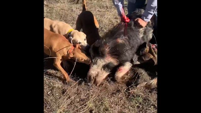 Daytime hog hunt! смотреть онлайн