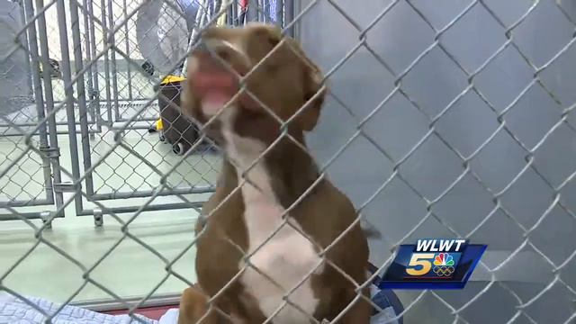 Kenton County Animal Shelter waives adoption fees in December смотреть онлайн
