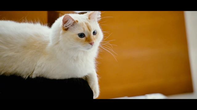 TAYLOR STITCH / NICK KEMP смотреть онлайн