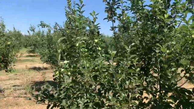 Пинк Леди Рози Глоу олмалари 4-йилда. ММ106 пайвандтагида! смотреть онлайн