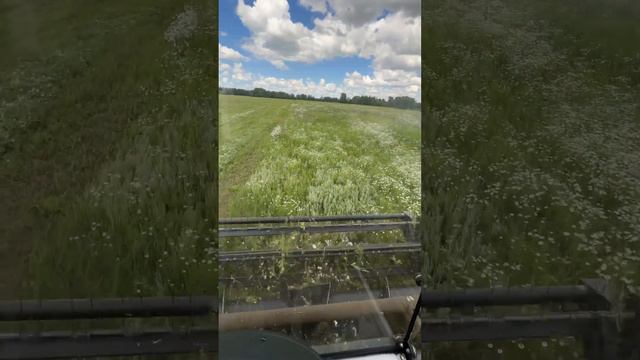 Ромашка смотреть онлайн