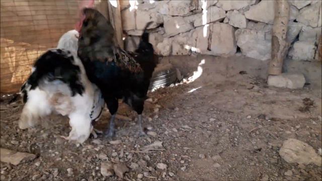 Kümeste Kavga Çıktı