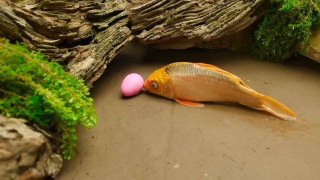 Đàn Lươn Bẫy Cá Koi Đỏ Khi Bị Cá Chép Đỏ Nuốt Lươn💕 Primitive Cooking 💕 Stop Motion ASMR 💕 Coco смотреть онлайн