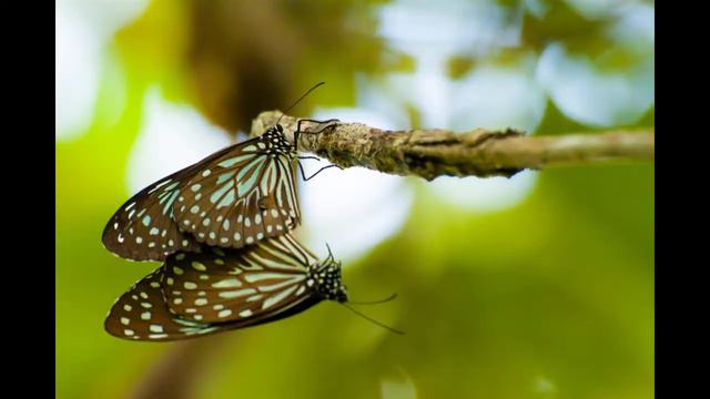 Parayipetta Panthirukulam | പറയി പെറ്റ പന്തിരു കുലം -The Story Of Vararuchi   Kadhaneram-story Time