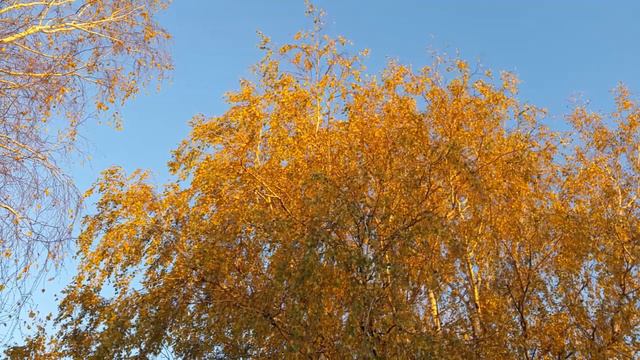 Par pedejo lapu. Нора Бумбиере и В. Лапченок. смотреть онлайн